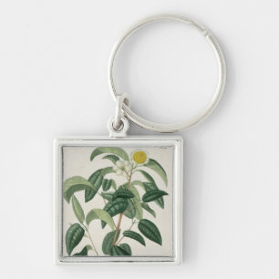 Porte-clés Camélia Thea de "Phytographie Medicale" par Jose