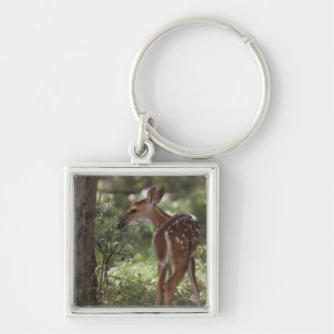 Porte-clés Cerf de Virginie, Odocoileus virginianus
