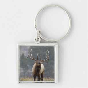 Porte-clés Cerf élaphe bramant, Parc national de Yellowstone,