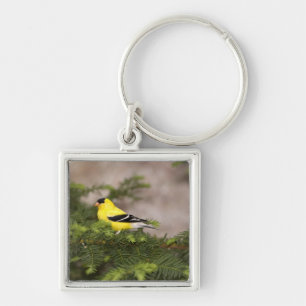 Porte-clés Chardonneret américain mâle dans un arbre