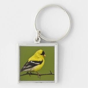 Porte-clés Chardonneret jaune mâle en plumage nuptial,