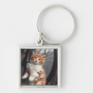 Porte-clés Chaton tigré orange