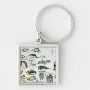Porte-clés Cheiroptera, Insectivora