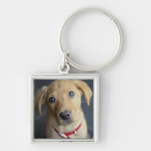 Porte-clés Chiot rouge de Fox Labrador
