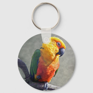 Porte-clés Clavier Jenday Conure