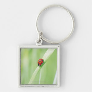 Porte-clés Coccinelle