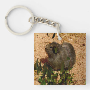 Porte-clés Cochon de Guinée Brown, en douceur,