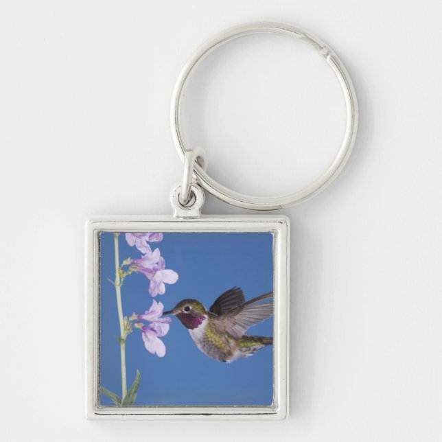 Porte-clés Colibri à queue large, Selasphorus (Devant)