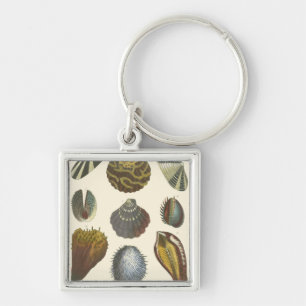 Porte-clés Collection de conchyliologie