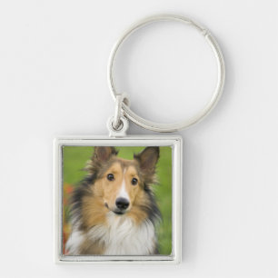 Porte-clés Colley Rough, chien