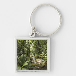 Porte-clés courant dans la forêt tropicale, Dominique