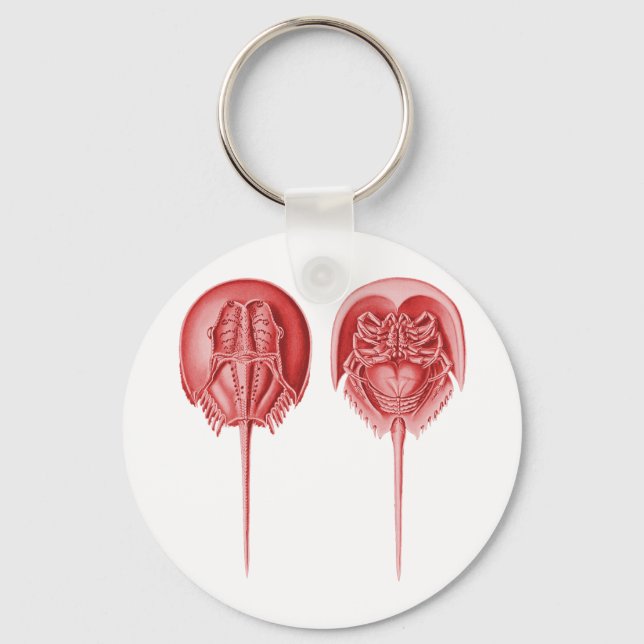 Porte-clés Crabe du fer à cheval (Recto)