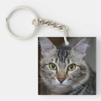 Créez Votre Propre Photo de Chat Personnalisée