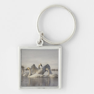 Porte-clés Cygnes trompette dans la rivière Madison en hiver