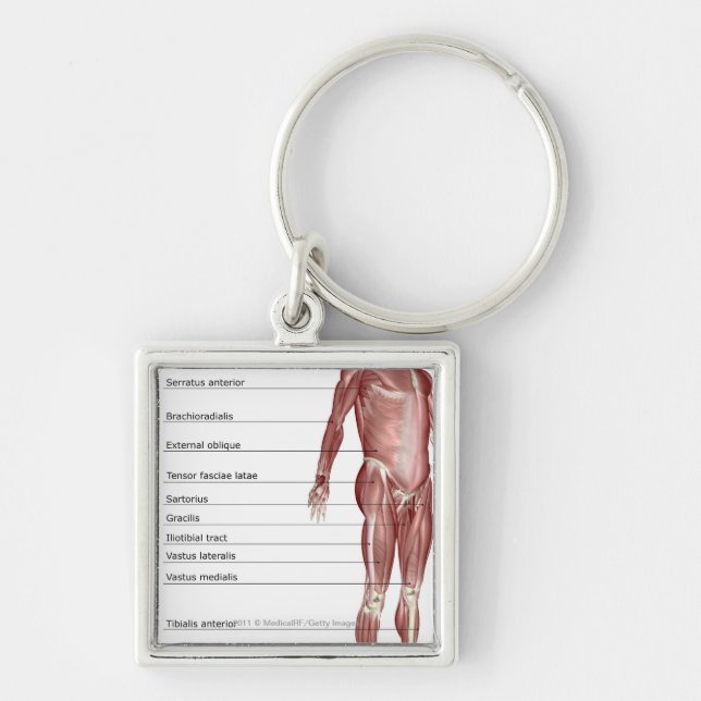 Porte-clés Diagramme du système musculaire (Devant)