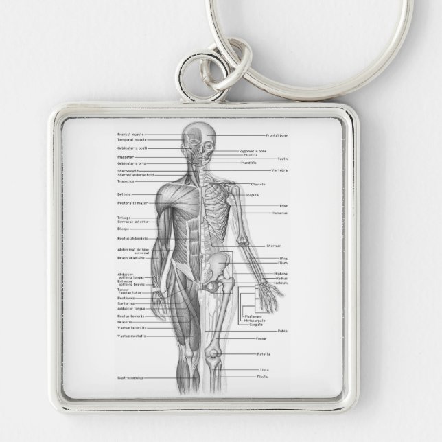 Porte-clés Diagramme humain d'anatomie (Devant)