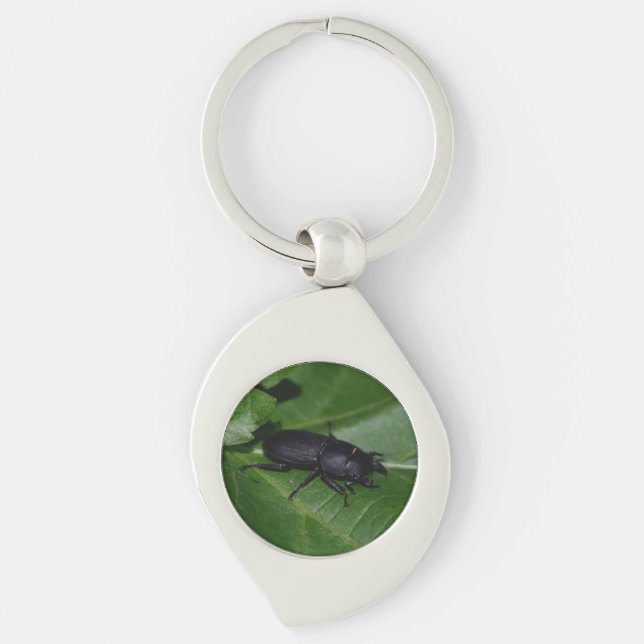 Porte-clés Dorcus parallelipipedus, le moindre dendroctone du (Devant)