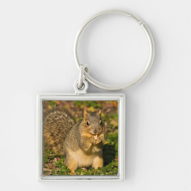 Porte-clés Écureuil gris, mangeant, cacahuète, Crystal Spring (Devant)