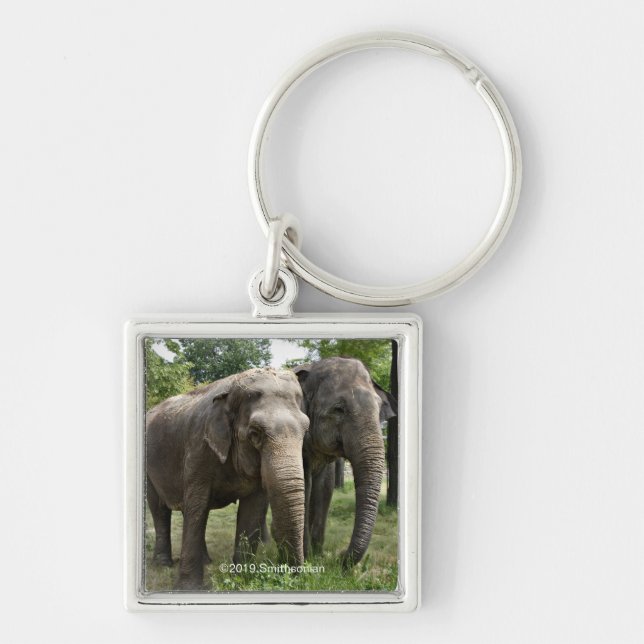 Porte-clés Eléphants asiatiques côte à côte (Devant)