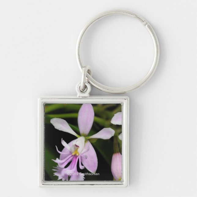 Porte-clés Epidendrum caligarium (Devant)
