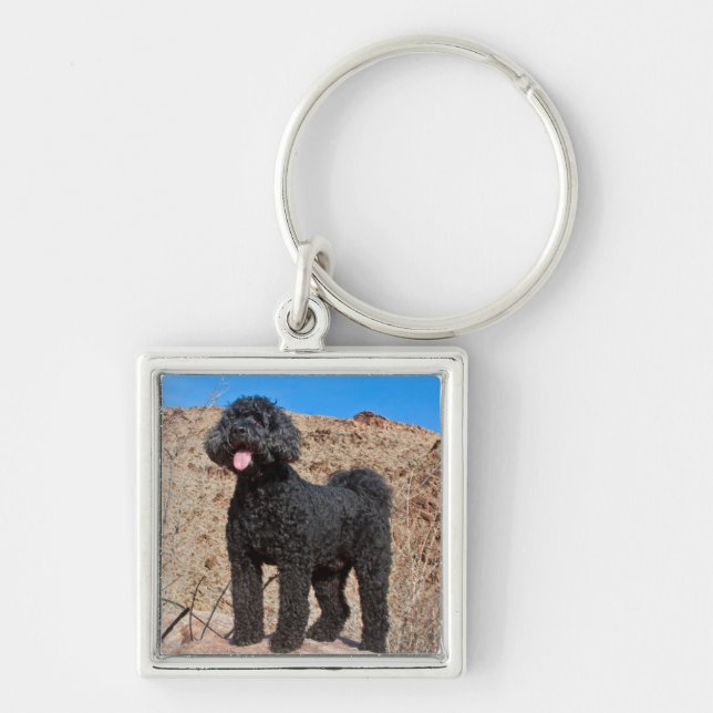 Porte-clés États-Unis, Californie. Labradoodle debout (Devant)