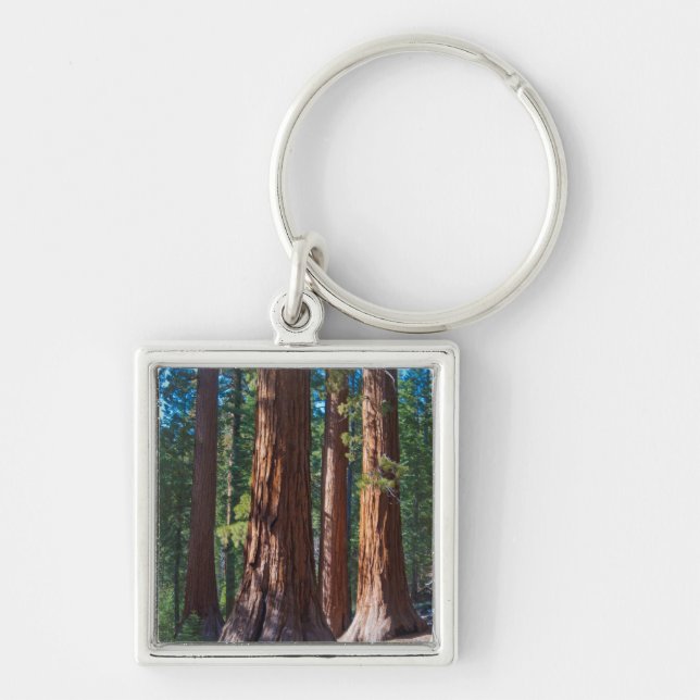 Porte-clés États-Unis, Californie. Troncs de séquoia, Maripos (Devant)