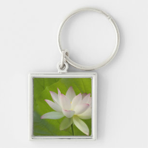 Porte-clés États-Unis, DC, Washington, Kenilworth Aquatic