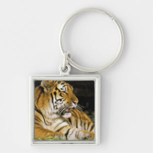 Porte-clés États-Unis, Michigan, Détroit. Zoo de Détroit, tig