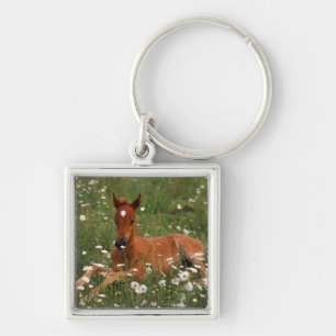 Porte-clés États-Unis, Oregon, Poney arabe.
