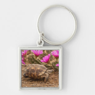 Porte-clés États-Unis, Texas, comté de Hidalgo. Tortue