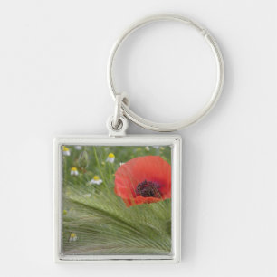 Porte-clés Fleur de pavot rouge, Toscane, Italie