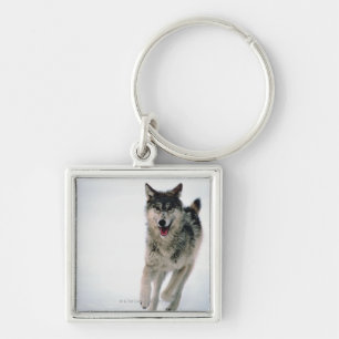 Porte-clés Fonctionnement de loup gris