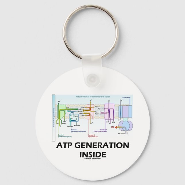Porte-clés Génération ATP à l'intérieur (Chaîne de transport  (Recto)