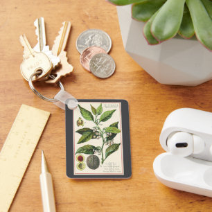 Porte-clés Graines de fruit de muscade vintage, herbes alimen