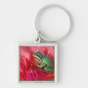 Porte-clés Grenouille arboricole du Pacifique sur des fleurs 