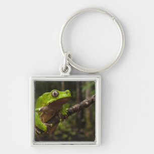 Porte-clés Grenouille géante Phyllomedusa bicolor)