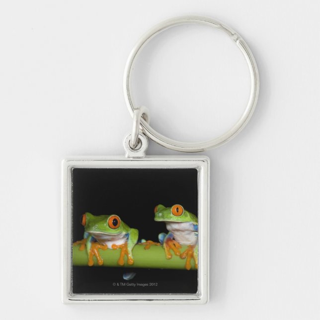 Porte-clés Grenouilles d'arbre aux yeux rouges (callidryas (Devant)