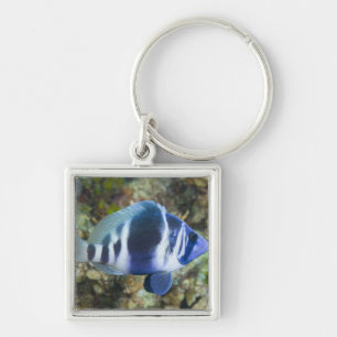 Porte-clés La vie sous-marine, POISSON :  Indigo Hamlet