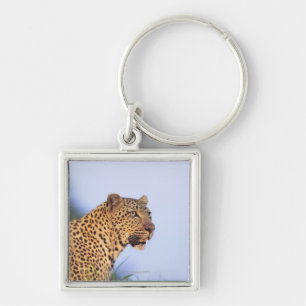 Porte-clés Léopard de mâle adulte (pardus de Panthera)