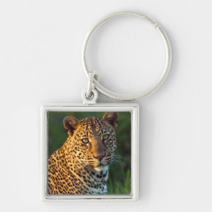 Porte-clés Léopard mâle (Panthera Pardus) Jeune adulte
