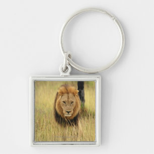 Porte-clés Lion (Panthera Lion) marchant dans une forêt,