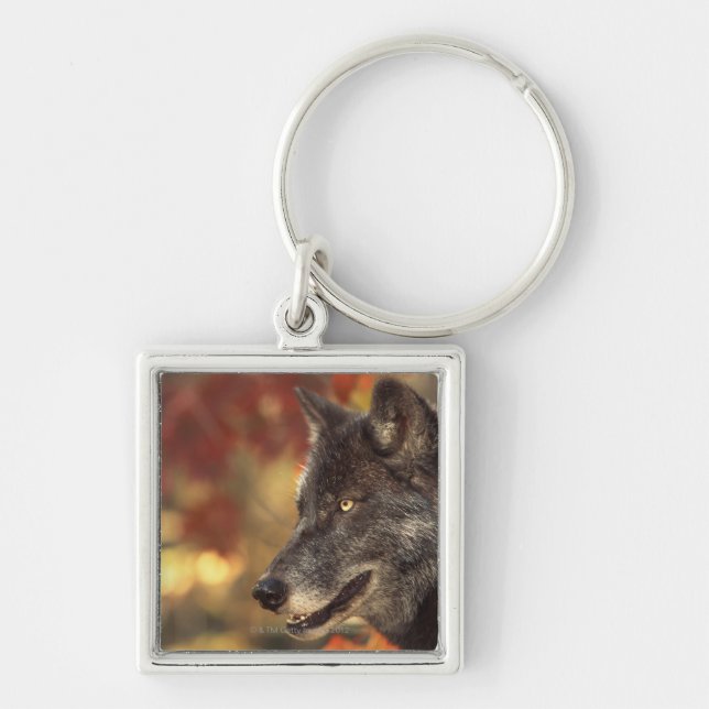 Porte-clés Loup en automne (Devant)