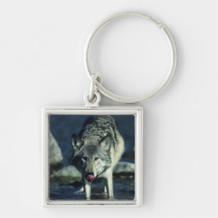 Porte-clés Loup gris dans le boire d'automne