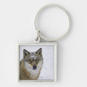 Porte-clés Lupus de Canis, regardant l'appareil-photo,