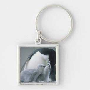 Porte-clés Manchots à collier, Pygoscelis antarctica),