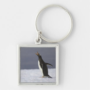 Porte-clés Oiseau adulte de pingouin de Gentoo (Pygoscelis