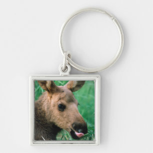 Porte-clés orignal, Alces alces, jeune allongé dans l'herbe, 