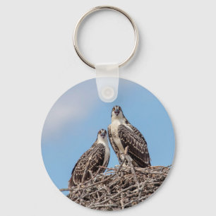 Porte-clés Osprey juvénile dans le nid