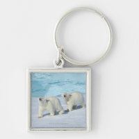 Ours blanc, deux tasses sur la banquise, Ursus