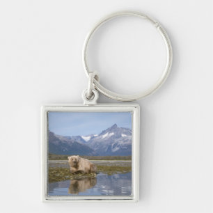 Porte-clés ours brun, Ursus arctos, grizzly, Ursus 4